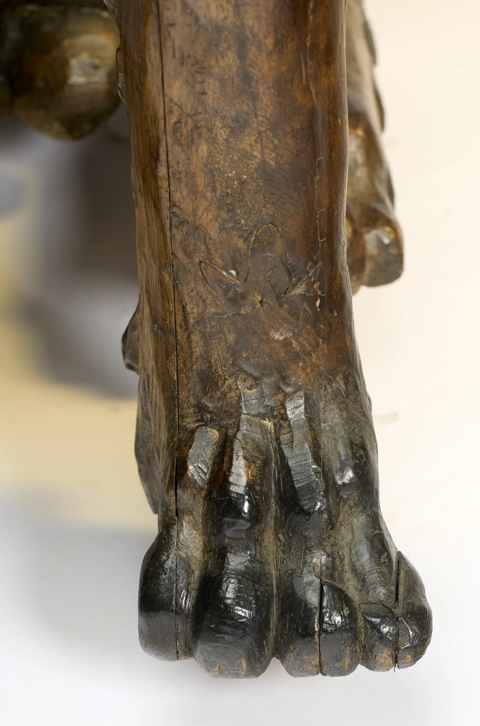 A single forepaw close up, glossy dark toes below long shrinkage splits in the leg.