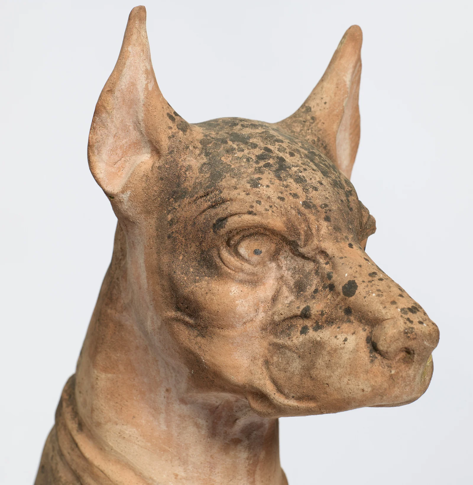 Cropped ears stand erect above a furrowed brow and a square muzzle, the crown spotted almost black.