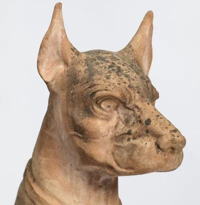 Cropped ears stand erect above a furrowed brow and a square muzzle, the crown spotted almost black.